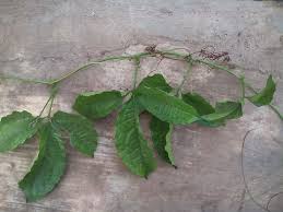 Image result for Telfairia occidentalis