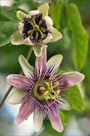 Pin On Flower Power