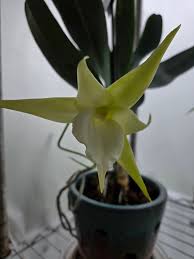 Image result for Angraecum conchiferum