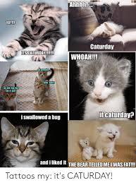 If you are looking for happy caturday cat memes caturday meme you've come to the right place. 25 Best Memes About Funny Cat Memes Tumblr Funny Cat Memes Tumblr Memes