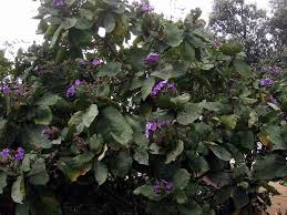 Image result for Wigandia urens