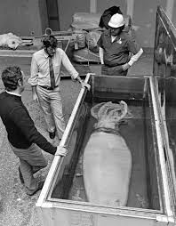 Image result for White 1983 Roper