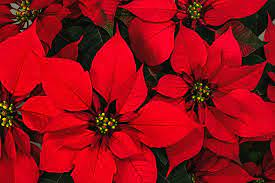 Fun Facts And Trivia About Poinsettias The Christmas Plant Poinsettia Plant Christmas Plants Month Flowers