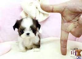 8 weeks old teacup shih tzu puppy and currently waiting for her forever loving family to make her theirs today. Shih Tzu Puppy Teacup Puppies Shih Tzu