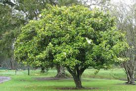 Jane magnolia tree the jane magnolia is the perfect small tree or large shrub to bring. Magnolia Grandiflora Southern Magnolia