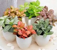Fittonia Plant How To Care For Nerve Plant Plant Decor Indoor Indoor Plants Plants