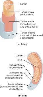 Master blood vessels with diagrams and arteries and veins quizzes: Ch 31 Test Prep For Ap Courses Biology For Ap Courses Openstax