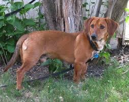 Black And Tan Dachshund Beagle Mix Dachshund Beagle Mix Allmutt Com Dachshund Mix Puppies Dachshund Mix Beagle Mix