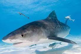 Tiger Sharks Northern Bahamas Photographic Print Stuart Westmorland Art Com In 2021 Tiger Shark Shark Shark Conservation