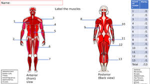 A chest muscle that pulls the arm in towards the body. Lesson Starter On The Major Muscles Of The Body Teaching Resources