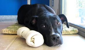 Black And White Pointer Pitbull Mix Pin On Fluffy