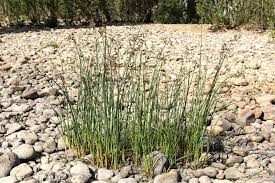 Image result for Schoenoplectus scirpoides