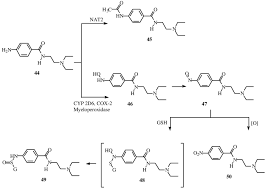 Metabolic Pathways Of The Arylamine Procainamide Download Scientific Diagram