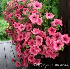Фото петунии изи вэйв бургунди велюр. 2021 Petunia Seeds Shock Wave Mix 200 Pelleted Seeds New Variety Garden Decoration Plant L48 From A308040964 0 77 Dhgate Com
