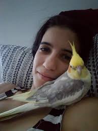 Raccoon trying to access bird feeder in Minnesota