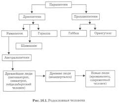 Koncepcii Poyavleniya Cheloveka Na Zemle Antropologiya