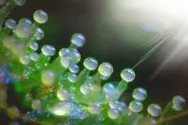 Trichomes When To Harvest Harvest Guide With Photos