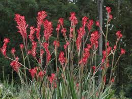 We did not find results for: Top 10 Plants For Summer Colour The West Australian