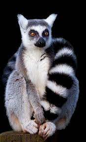 Pin By Grasiaflowers Flowers On Leumers ليمور Animals Beautiful Sweet Animals Lemur