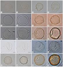 Image result for Rhytachne