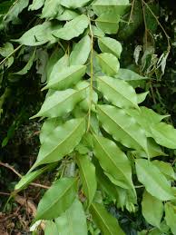 Image result for Drypetes