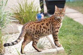 The best escape proof cat harness will be designed to fit snugly so that your cat cannot simply back how to leash train a cat. Spot Bengal Cat World