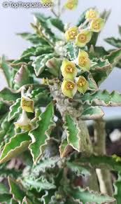 Image result for Euphorbia davyi