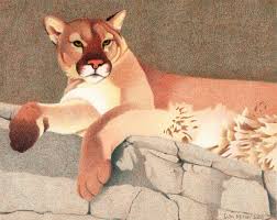Mountain Lion Colored Pencil Drawing Animal Drawings Mountain Lion Lion Art