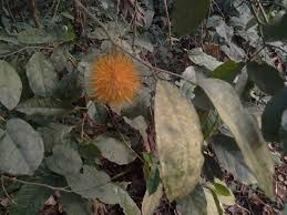 Image result for Caloncoba