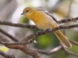 Hooded and scott's orioles, meanwhile, will suspend their abodes from palm or yuccas leaves in the southwest and tropics. Hooded Oriole Ebird