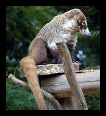 We did not find results for: Fascinating Animals Whose Names Begin With The Letter C Animals Fascinating Letter C