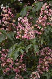 Fort mcnair red horsechestnut is a dense deciduous tree with a smaller, rounder habit than the european horsechestnut. Qcuajl2byj22qm