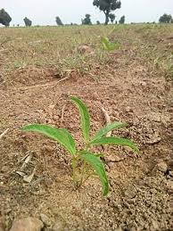 Image result for Vigna subterranea