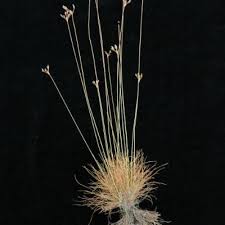 Image result for Bulbostylis densa