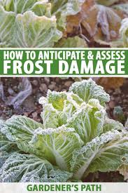 If the plants are cold for too long, or if the weather is too warm, the plants will bolt. Frost Damage In The Fall Vegetable Garden Gardener S Path