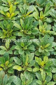 Image result for Dorstenia cuspidata