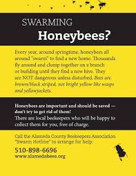 Instead, follow them and let them lead you to their hive. Get Help With A Honey Bee Swarm The Alameda County Beekeepers Association