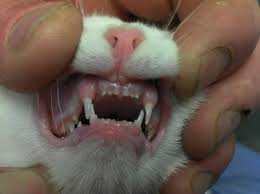 When the kitten is about two to three weeks, the baby teeth will start to grow in. Do Kittens Lose Teeth Teethwalls