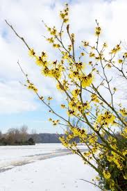We did not find results for: 20 Great Flowering Trees For Ohio By Color Progardentips