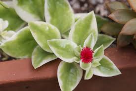 Add to wish list add to compare. Aptenia Cordifolia Variegata Aptenia Cordifolia Variegata Heart Leaf Ice Plant Sucs For You