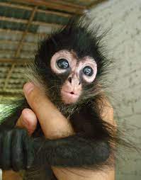 Spider Monkey Face Cute Baby Monkey Spider Monkey Cute Animals Puppies