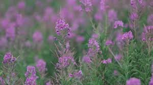 What are purple flowers called. Wild Purple Flowers In The Stock Footage Video 100 Royalty Free 11586887 Shutterstock