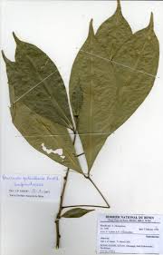 Image result for Pancovia