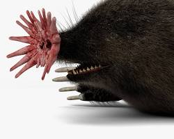 Imagem de Toupeiranarizdeestrela