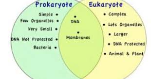 A larger, more complex cell type unique to plants, animals, fungi, and protists. Kennedy Clan Science Prokaryotic Vs Eukaryotic Cells