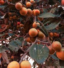 Image result for Ziziphus mauritiana