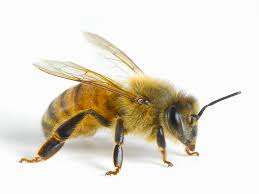 Luxury playing cards on kickstarter! Honey Bees Apis Mellifera