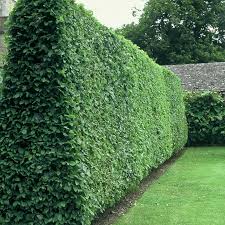 We did not find results for: Ligustrum Vulgare Wild Privet Bare Root Hedge Free Delivery