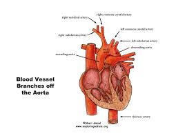 The veins of the abdomen drain deoxygenated blood and return it to the heart. Systemic Circulation Through The Body Advanced