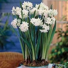 Pin By Pgn On The Beauty Of Spring Christmas Plants Daffodils Paperwhites